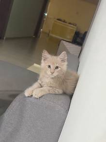 mainecoon ori