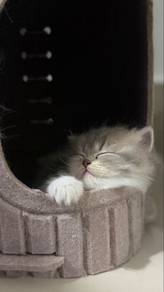 BSH breed (female) 