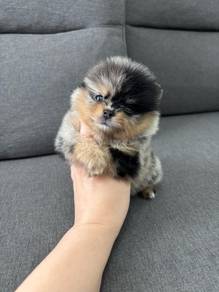 HHH2000 Tiny Pomeranian Merle color haired