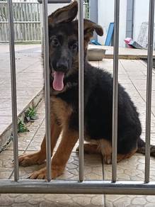 German shepherd 