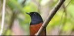 Burung murai Cerang