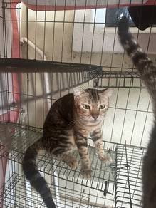Kucing free