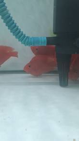 Kingkong parrotfish