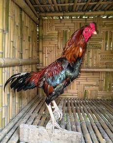 Ayam pakhoy pamagon