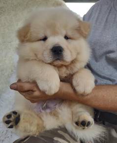 CHow Chow