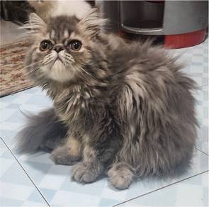 Kitten Persian Flat Face