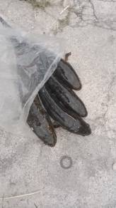 Ikan Haruan