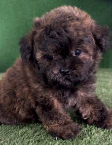shipoo puppy