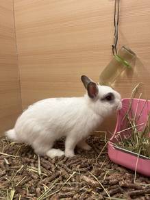 Rabbit for Sale ( Netherland Dwarf)