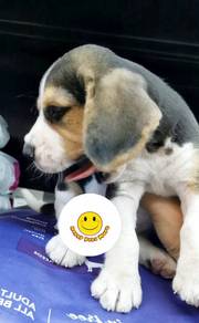 WRR33377 Beagle sweetie pet dog puppy