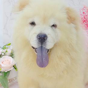Chow Chow