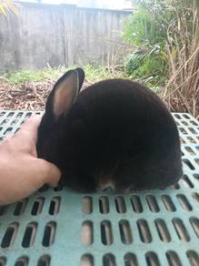 arnab minirex