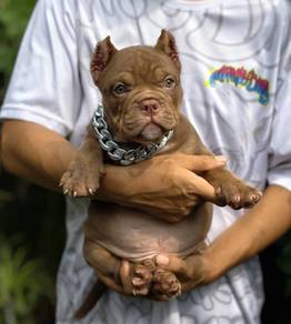 AMERICAN BULLY PUPPIES D88 🐻 Available Exotic