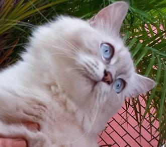 Ragdoll Kitten