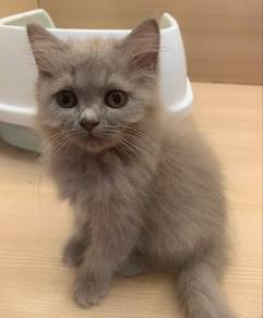 Bsh Lilac