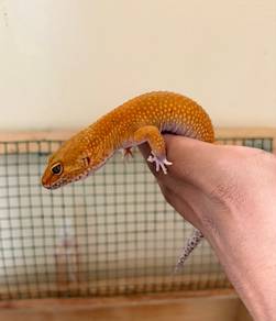 GECKO for sale