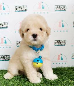 Poodle