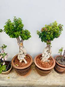 Bonsai Bunga Kertas