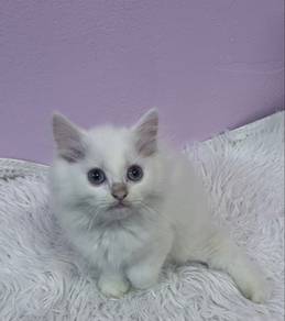 kitten