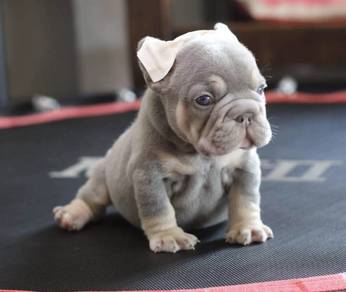 FRENCH BULLDOG PUPPIES VIP237🌻Cute & Healthy Girl