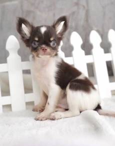 CHIHUAHUA PUPPIES VIP164🌷Head Apple Cute Dog