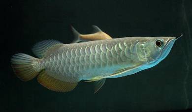 Anak Arowana Crossback Golden, Saiz 10-20cm, Sihat