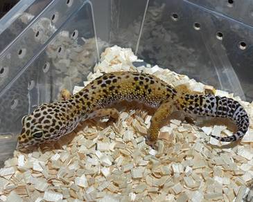Leopard Gecko Wild Type