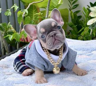 FRENCH BULLDOG PUPPIES 🌻S216 Boy~Girl