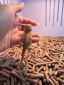 Bearded Dragon