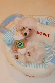 J0791 Poochon cute little puppy
