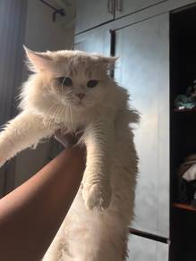 Cat LBH + Persian