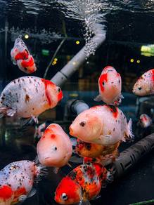 Ranchu Grade A