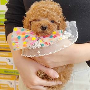 Poodle