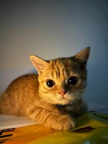 Kucing BSH