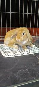 female holland lop rabbit