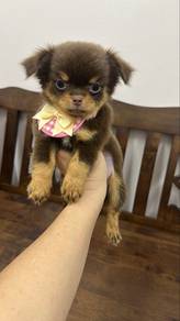 Female Chihuahua chocolate n tan Puppy