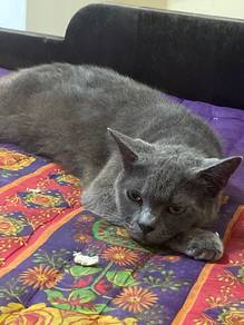 BSH rehome with fee