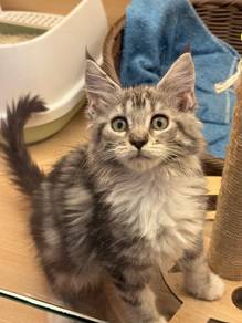 Mainecoon