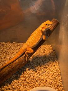 Bearded dragon