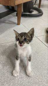 kucing