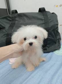 Maltese Puppy