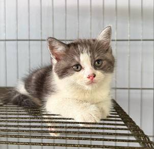 Kitten Persian untuk rehome