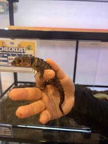 Red eyed crocodile lizard for sale