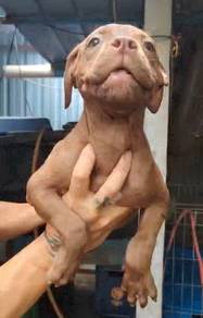 Pitbull XL High Quality puppy male