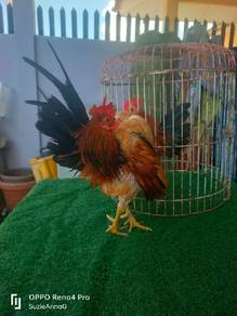 ayam serama 