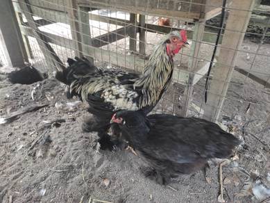 ayam brahma induk