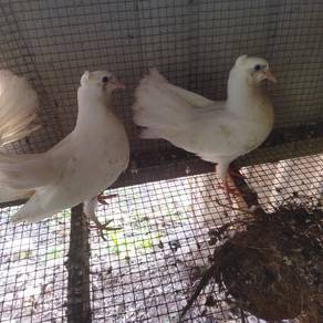 merpati putih