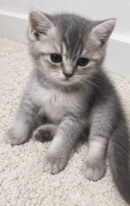 bsh 