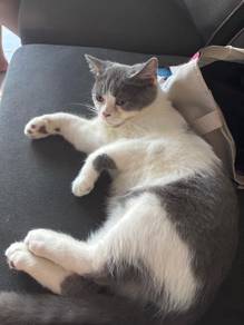 Bsh bicolor blue (Male)