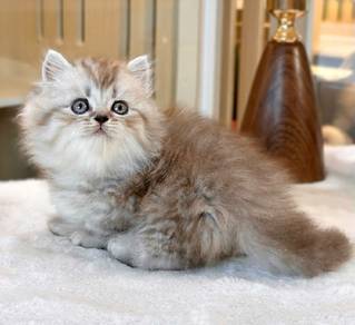 short leg longhair male
